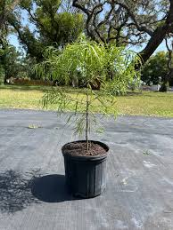 Podocarpus - Weeping