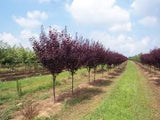 "St. Lukes" Purple Leaf Plum