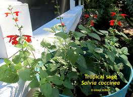 Tropical Sage - Native