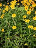 Tickseed - Native