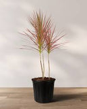 Dragon Tree - Dracaena