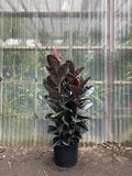 Burgundy Rubber Tree - Ficus