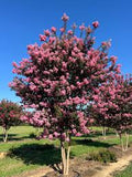 Crape Myrtle - Sioux