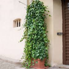 Variegated English Ivy