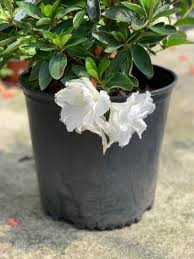 Azalea - White Ruffle