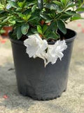Azalea - White Ruffle