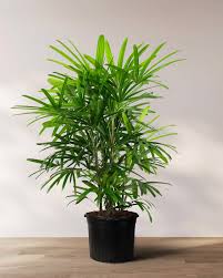 Lady Palm