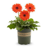 Gerber Daisy
