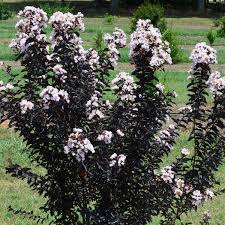 Crape Myrtle - Ebony and Ivory-Multi