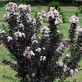 Crape Myrtle - Ebony and Ivory-Multi