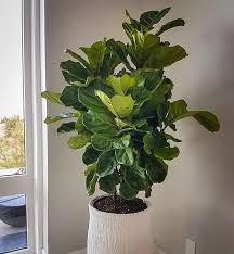 Fiddle Leaf Fig