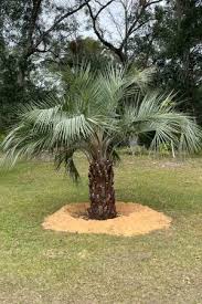 Pindo Palm
