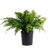 Macho Fern