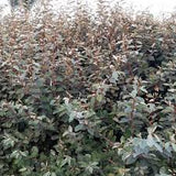 Silverthorn Elaeagnus