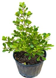 Clusia Dwarf "Nana"