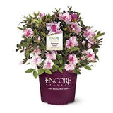 Azalea - Encore