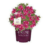 Azalea - Encore
