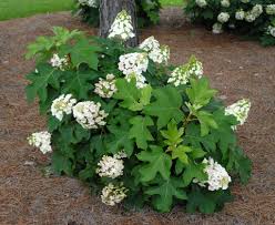 Hydrangea - Oakleaf