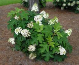 Hydrangea - Oakleaf
