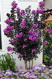 Crape Myrtle - Light Purple (Dark Leaf)