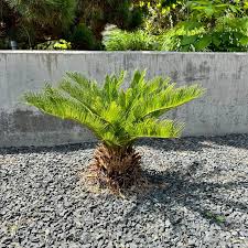 Sago Palm
