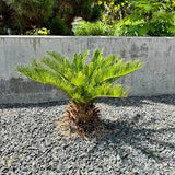 Sago Palm