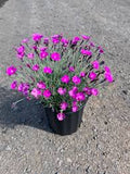 Dianthus