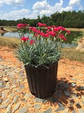 Dianthus