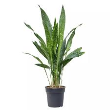 Aspidistra - Cast Iron "Milky Way"