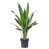 Aspidistra - Cast Iron "Milky Way"