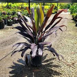 Cordyline - Black Magic