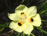 African Iris Yellow