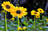 Beach/Dune Sunflower - Native
