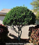 Green Ligustrum Tree