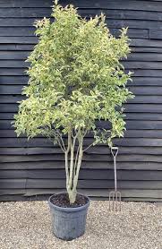 Variegated Ligustrum Tree
