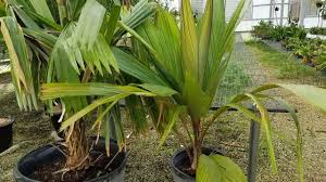 Marquesas Palm