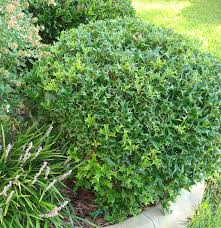 Chinese Holly