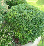 Chinese Holly