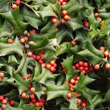 Chinese Holly