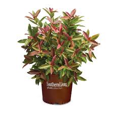 Viburnum - Coppertop