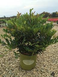 Blue Cascade Distylium