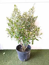 Jamaican Caper Tree – The Gardens Nursery