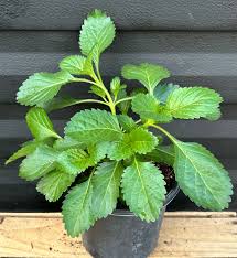 Blue Porterweed - Native