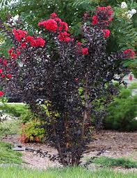 Crape Myrtle - Thunderstruck Coral Boom – The Gardens Nursery