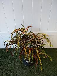 Croton - Dreadlocks