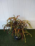 Croton - Dreadlocks