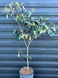 Satin Leaf Tree