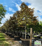 Satin Leaf Tree
