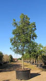 Mahogany Tree