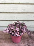 Polka Dot Plant